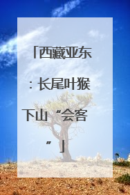西藏亚东：长尾叶猴下山“会客”